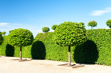 Round shaped topiary green trees in Rundale royal ornamental gar