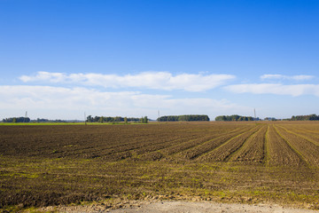 plowed field with sprouts