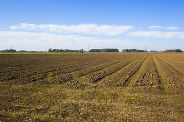 Fototapeta na wymiar plowed field with sprouts