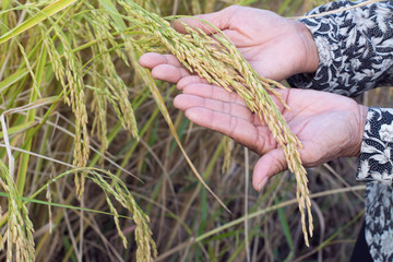 Fototapeta na wymiar Ear of rice in farmer's hands