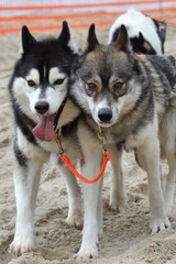 Schlittenhunderennen