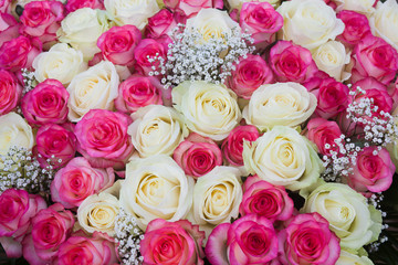 Big bunch of pink and white roses