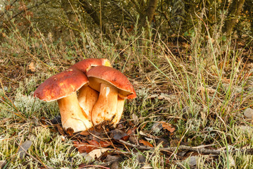 Boletus edulis. Setas, Hongos calabaza. 