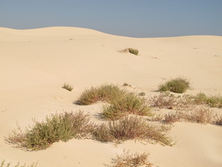 dramatic eucla sand dunes, western australia
