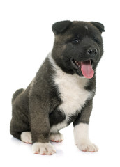 puppy american akita