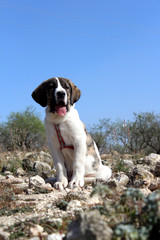 spanish mastiff puppy