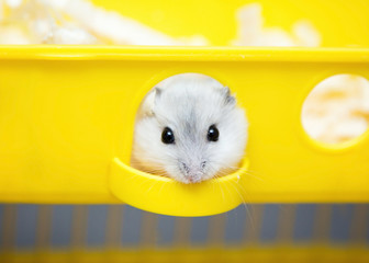 cute hamster peeking out of the window