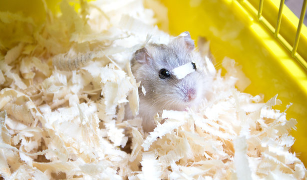 cute Jungar hamster in sawdust