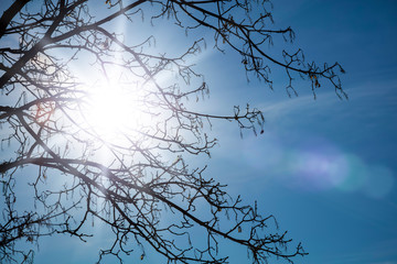 Waiting for the spring - bare branches of a tree with sun flare.