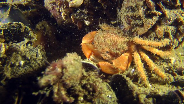 Bristly Crab sits among mussel, medium shot.
