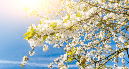 Fototapeta premium Frühlingsblüte