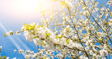 Fototapeta premium Frühlingsblüte