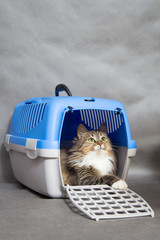 beautiful cat in a container for transport