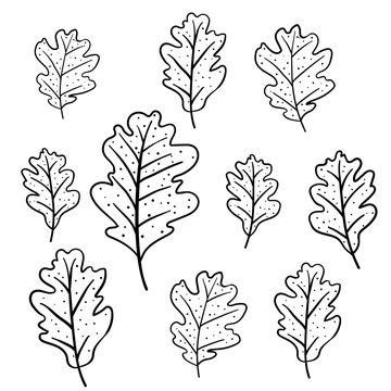 Set of oak leaves isolated on white background