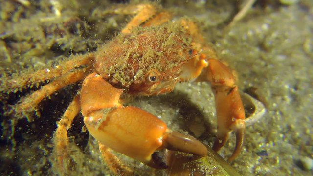 Bristly Crab explores empty shell of mussel, close-up.
