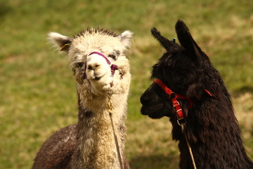 Former with Lamas at fields Swiss © Raja stills