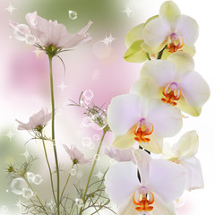 Exotic beautiful orchid flower