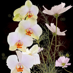 Exotic beautiful flower orchid