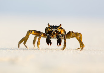 Macro photo of crab on the beach