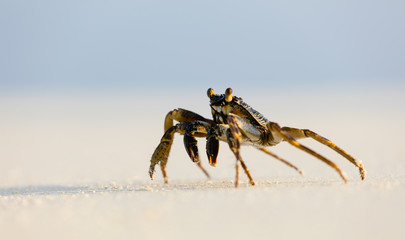 Macro photo of crab on the beach