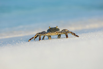 Macro photo of crab on the beach