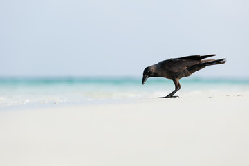 Macro photo of raven on the beach