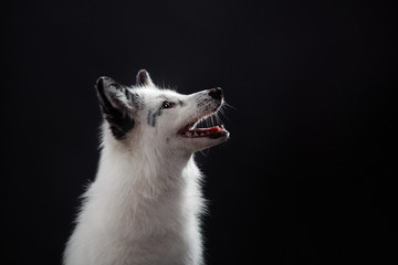 Arctic fox, Vulpes lagopus