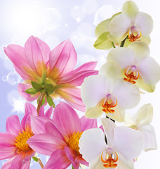 Fototapeta na wymiar Beautiful exotic flower orchid on abstract nature background