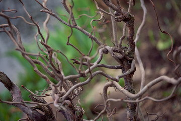 brunches og the bush. Spring time