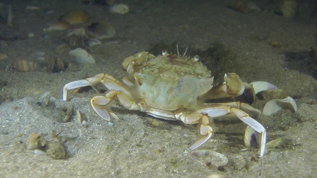Swimming crab on the sandy bottom, medium shot.
