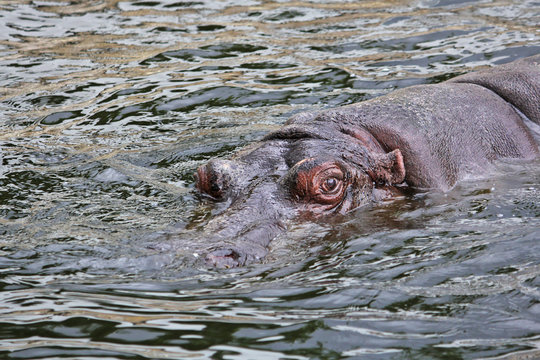 Behemoth emerges from water