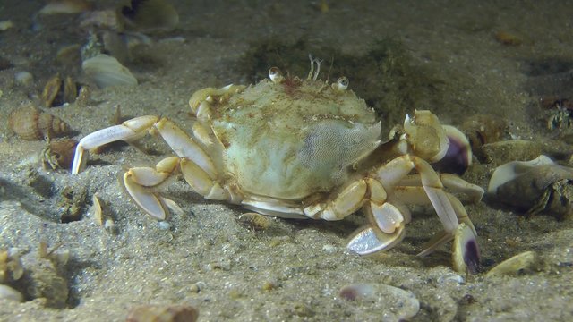 Swimming crab sits on a sandy bottom, then leaves the frame, medium shot.
