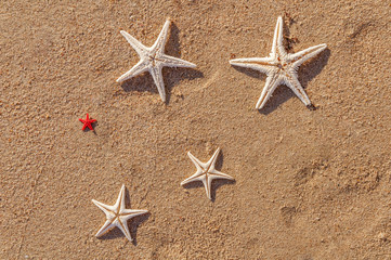 Several starfish on the beach on a sunny day