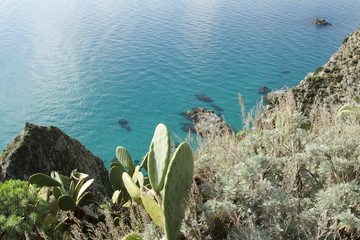 capo vaticano