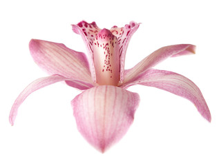 Close-up of beautiful pink Orchid flower on white background. very shallow depth of field
