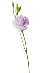 Pale  flower isolated on white. eustoma