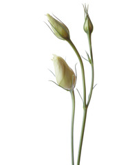 Three buds of eustoma isolated on white.