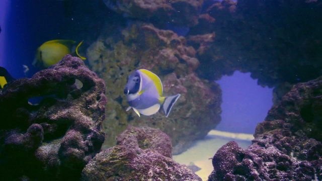 Blue Tang fish, Regal Tang Paracanthurus Hepatus