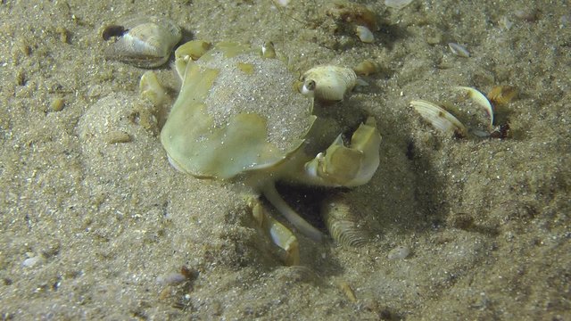 Swimming crab partially burrows into sandy ground, medium shot.

