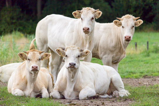 Group of white beige cows posing in meadow