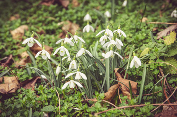 white snowdrop flower