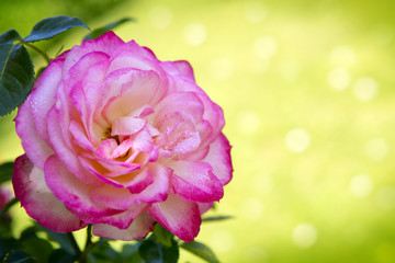 Pink Rose Blooming in Garden.