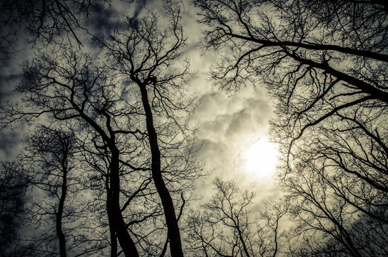 Fototapeta dramatic sunset in the forest
