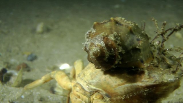 The gastropod Veined Rapa Whelk on carapace of Green crab.
