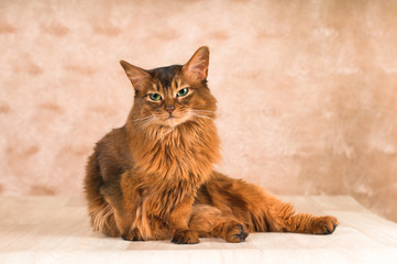 Sitting lazy somali cat on floor