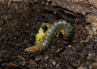 Centipede in ground with larvae / eggs