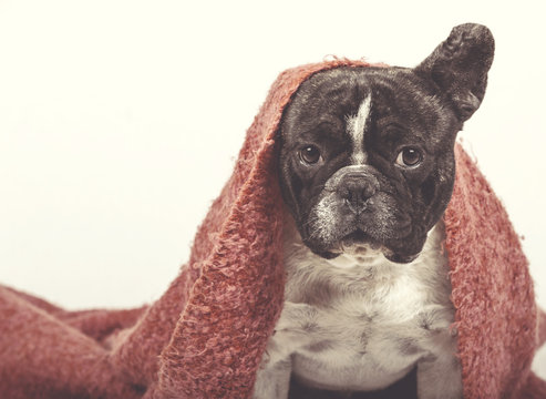 Perro bulldog frances