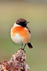 Nice bird on a innkeeper trunk