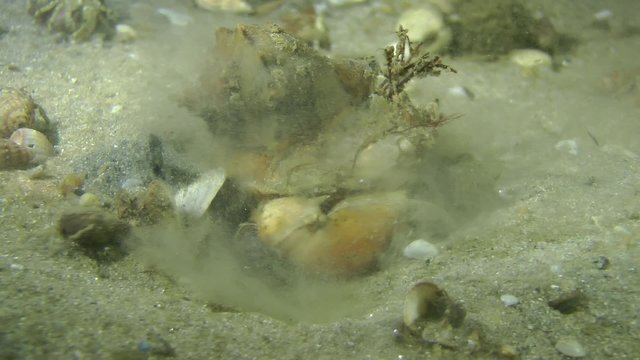 Green crab with Veined Rapa Whelk on carapace burrows in sandy ground, side view.

