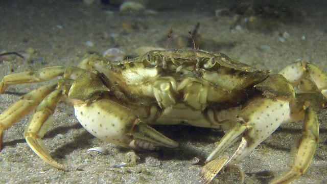 Green crab on sandy ground, medium shot.
